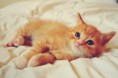 /album/galerie-photos/chaton-roux-jpg/
